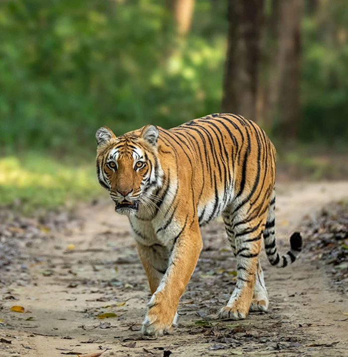 Jim Corbett
