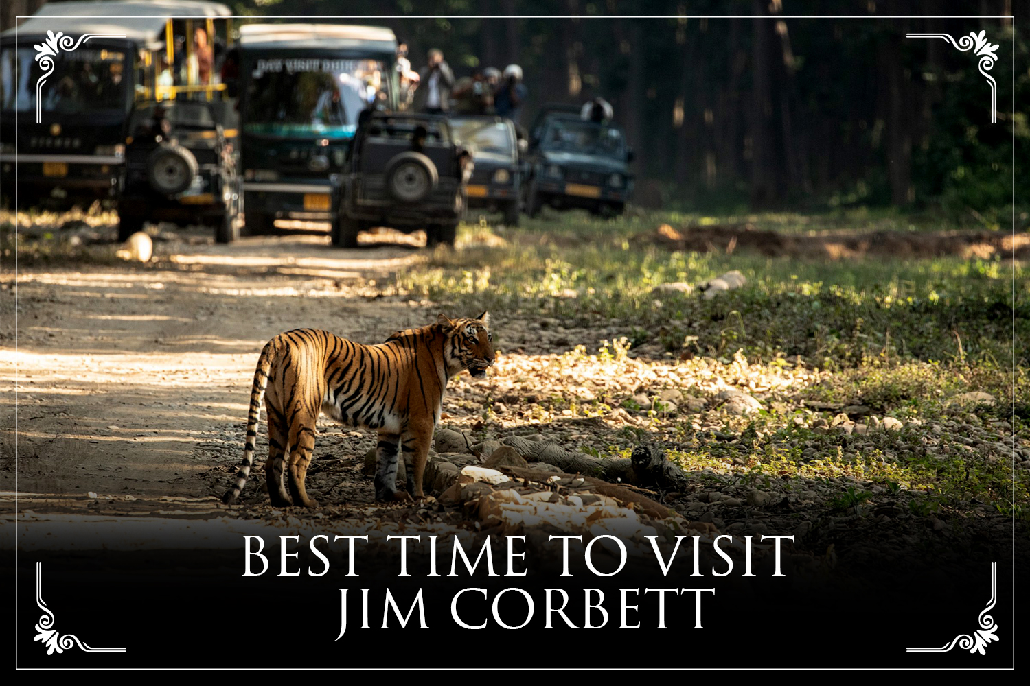 THE BEST TIME TO VISIT JIM CORBETT | A WILDLIFE LOVER'S PARADISE