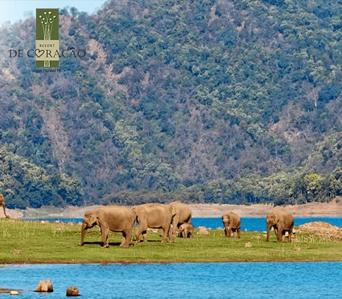 Here's Why You Should Visit Jim Corbett in Winter